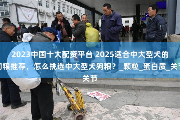 2023中国十大配资平台 2025适合中大型犬的狗粮推荐，怎么挑选中大型犬狗粮？_颗粒_蛋白质_关节
